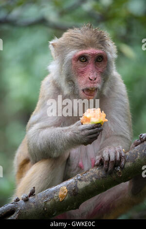 L'image de femme Bonnet ( macaque Macaca radiata) à Malshej Ghats, Western Ghats, Mousson, Maharashtra, Inde Banque D'Images