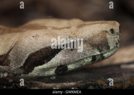 Boa constricteur (Boa constrictor), également connu sous le nom de red-tailed boa. Des animaux de la faune. Banque D'Images