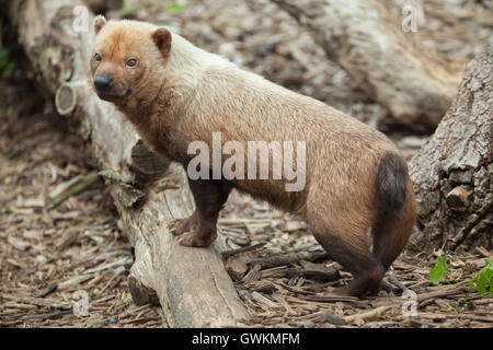 Speothos venaticus chien (Bush). Des animaux de la faune. Banque D'Images