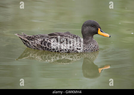 Canard à bec jaune (Anas undulata). Des animaux de la faune. Banque D'Images