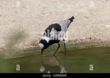 Blacksmith sociable (Vanellus armatus), aussi connu sous le forgeron siffleur. Des animaux de la faune. Banque D'Images