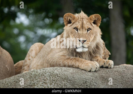 Juvenile male lion (Panthera leo) au Zoo de Vincennes à Paris, France. Banque D'Images