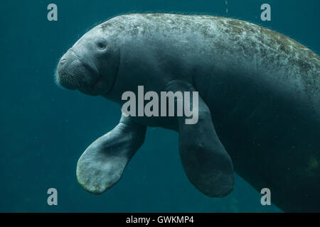 Lamantin des Antilles (Trichechus manatus manatus) au Zoo de Vincennes à Paris, France. Banque D'Images