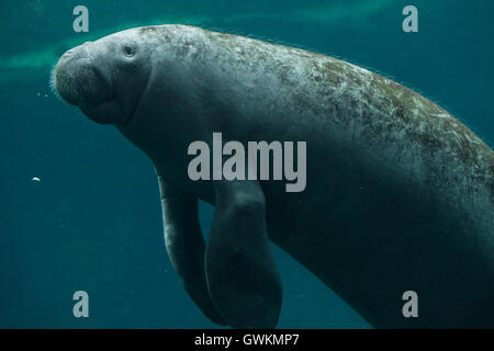 Lamantin des Antilles (Trichechus manatus manatus) au Zoo de Vincennes à Paris, France. Banque D'Images