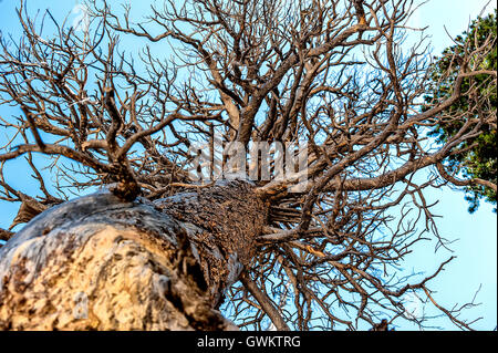 Arbre d’en bas Banque D'Images