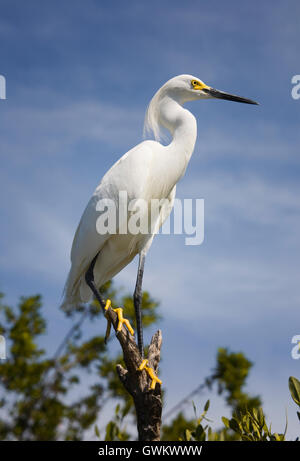 Une Aigrette neigeuse avec ses plumes blanches, longues plumes, tête hirsute lore jaune et des pieds est spectaculaire contre un ciel bleu de Floride. Banque D'Images