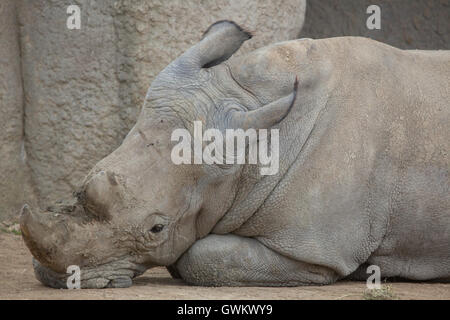 Rhinocéros blanc du sud (Ceratotherium simum simum) au Zoo de Vincennes à Paris, France. Banque D'Images