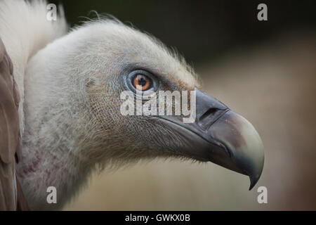 Vautour fauve (Gyps fulvus). Des animaux de la faune. Banque D'Images