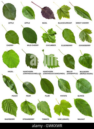 Collection De Feuilles D'arbres Verts Avec Des Noms Photo Stock - Alamy