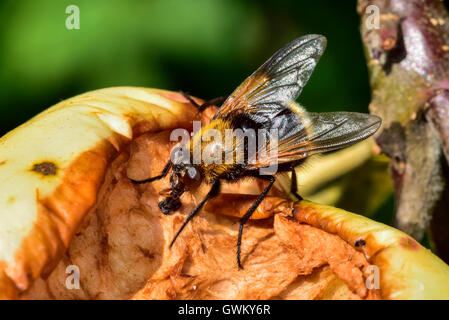 Mouche Narcisse Banque D'Images