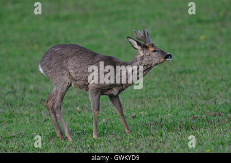 Re adultes buck dans vlevet, encore en manteau d'hiver. Dorset, UK Banque D'Images