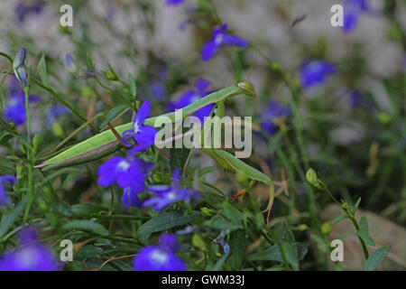 La mante religieuse mante ou close up réglée le lobelia campanulaceae plante nom Latin Mantis religiosa en Italie par Ruth Swan Banque D'Images