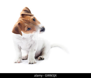Curieux de chien assis tête funny Banque D'Images