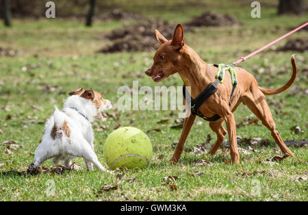 Le pharaon Hound attaques de chien petit chien Jack Russell Terrier Banque D'Images