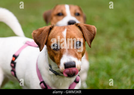 Deux chiens funny looking at camera Banque D'Images