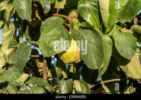 Le feuillage de coing et de mûrissement des fruits. Kit est le seul membre du genre Prunus de la famille des Rosaceae Banque D'Images