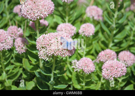 Papillon bleu commun Amérique polyommatus icarus boalensis sur rose sedum cauticolum usines à glace ou cauticola en Italie par Ruth Swan Banque D'Images