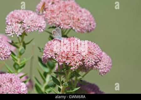 Papillon bleu commun corps bleu mais avec des taches orange pâle et polyommatus icarus wings sur iceplant en Italie par Ruth Swan Banque D'Images