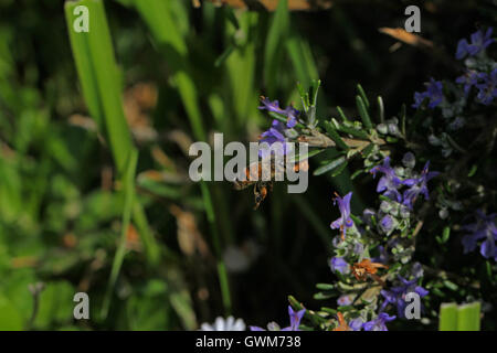 Vol de l'abeille Apis mellifera à fleur de romarin rosmarinus officinalis mi vol la collecte du pollen en Italie par Ruth Swan Banque D'Images