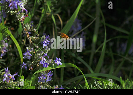 Vol de l'abeille Apis mellifera à fleur de romarin rosmarinus officinalis mi vol la collecte du pollen en Italie par Ruth Swan Banque D'Images