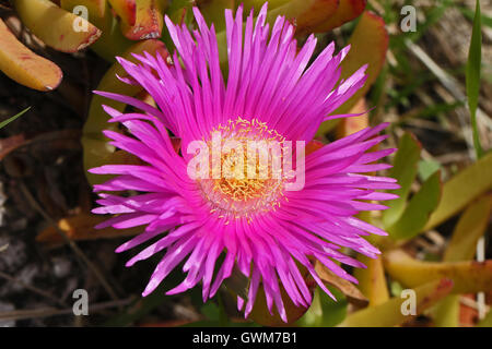 Hottentot fig close up Carpobrotus edulis nom Latin avec une fleur rose vif et de jaune orangé en Italie par Ruth Swan Banque D'Images