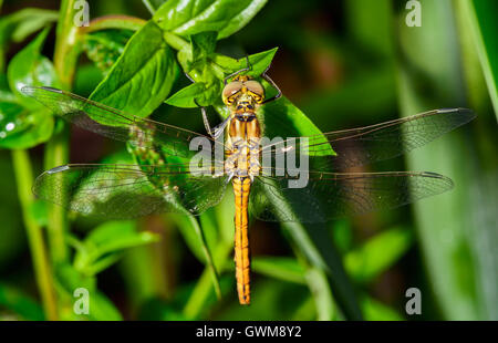 Fouille-roche gris noir Banque D'Images