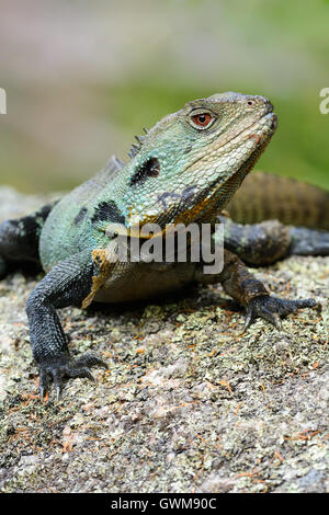 Dragon de l'eau Gippsland basking. Banque D'Images