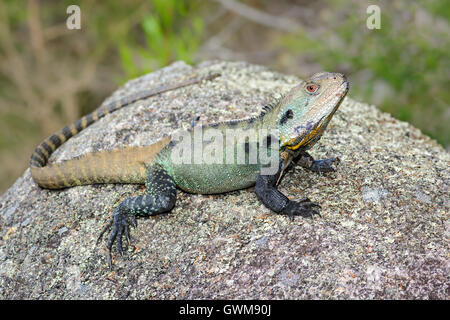 Dragon de l'eau Gippsland basking. Banque D'Images