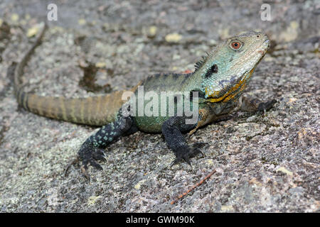 Dragon de l'eau Gippsland basking. Banque D'Images