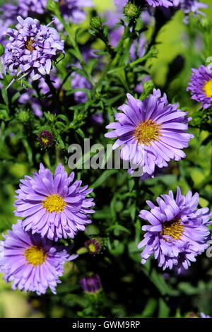 Aster mauve avec des fleurs en milieu jaune jardin. Banque D'Images