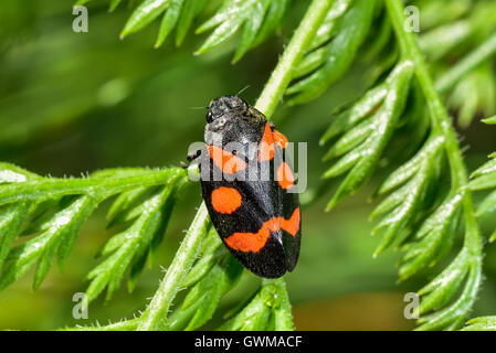 Noir et rouge froghopper Banque D'Images