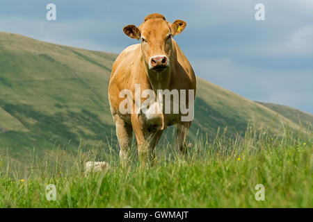 Les vaches sur les pâturages de montagne blonde, Cumbria, Royaume-Uni. Banque D'Images