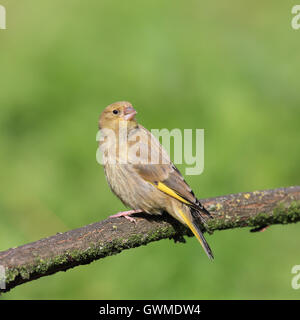 Cygne tuberculé juvénile, également connu simplement comme Verdier, perché sur un fond vert, l'herbe, au soleil Banque D'Images