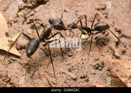 2 les fourmis de la même espèce mais des apparences d'interagir. Banque D'Images