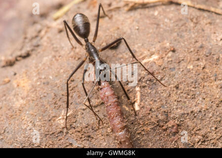 Une fourmi prédatrice lutte avec un ver de terre sur le sol de la jungle au Pérou. Banque D'Images