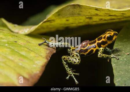 Un homme grenouille poison mimic (Ranitomeya imitateur) porte son tadpole sur son dos et grimpe à travers une lacune dans la végétation. Banque D'Images