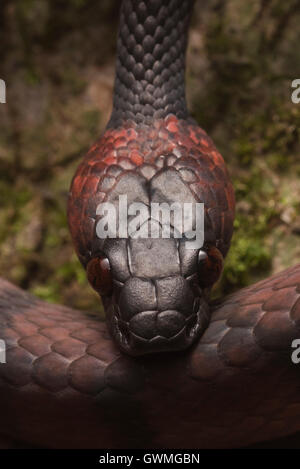Un serpent de vigne rouge (Siphlophis compressus) à partir de la jungle péruvienne. Banque D'Images
