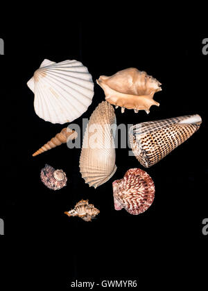 Collection de coquilles Banque D'Images