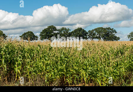 Plein champ de maïs, près de Marcle beaucoup dans le Herefordshire Banque D'Images