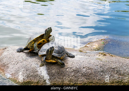 Deux tortues d'eau sur le rocher Banque D'Images