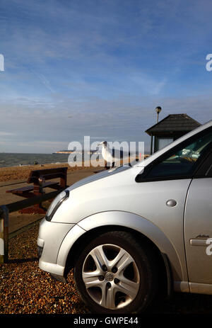 2e hiver goéland argenté (Larus argentatus) perché sur capot de voiture en stationnement sur la promenade, Jalhay, East Sussex, Angleterre Banque D'Images