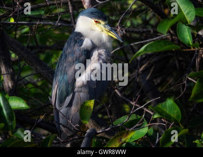 Un Bihoreau gris noir perché dans les branches d'un pommier étang somnolent apparaît en fin d'après-midi en Floride du Sud. Banque D'Images