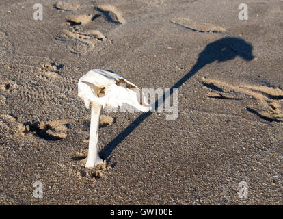 Crâne kangourou blanc oblong un repos haut un os long sur un fond de sable humide dans l'ouest de l'Australie. Banque D'Images