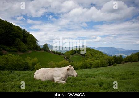 Une vache blonde d'Aquitaine Pyrénées occidentales au repos, Camino de Santiago, route Frances Banque D'Images