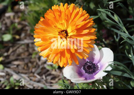 Anemone coronaria et souci officinal ou également connu sous le nom de Calendula officinalis en pleine floraison Banque D'Images