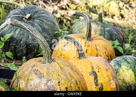 La photo en gros plan de potirons mûrs sur le terrain. Chasse d'automne. Thème de l'agriculture. Les couleurs sont éclatantes. Symbole de l'Halloween. Banque D'Images