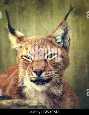 Lynx de Sibérie head shot Banque D'Images