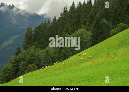 Troupeau de moutons paissant sur la pente pâturage, prairie alpine idyllique Banque D'Images