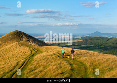 Les promeneurs et les chiens sur la Lawley avec le Wrekin dans la distance, Shropshire, England, UK. Banque D'Images