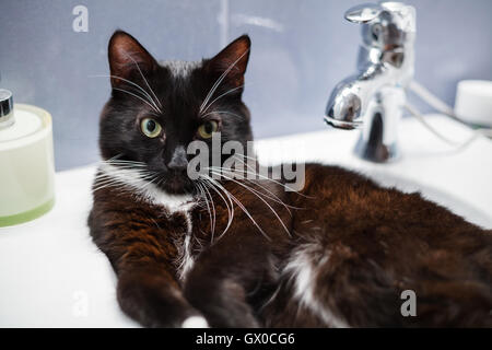Chat domestique noir assis confortablement dans le lavabo Banque D'Images